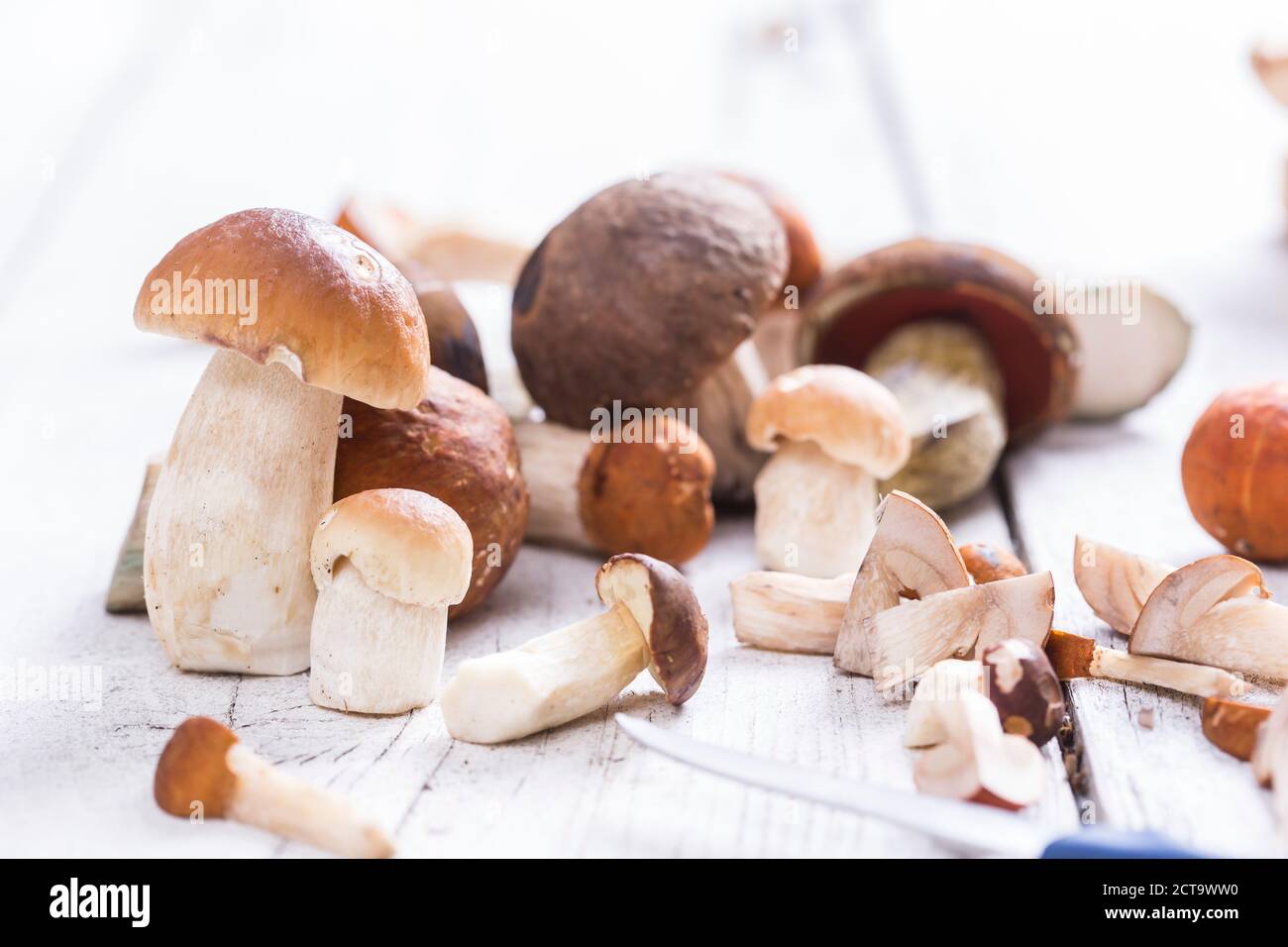 Different wild mushrooms porcinis (Boletus edulis), Leccinum aurantiacum, orange birch bolete (Leccinum versipelle), birch bolete (Leccinum scabrum), Boletus erythropus, studio shot Stock Photo