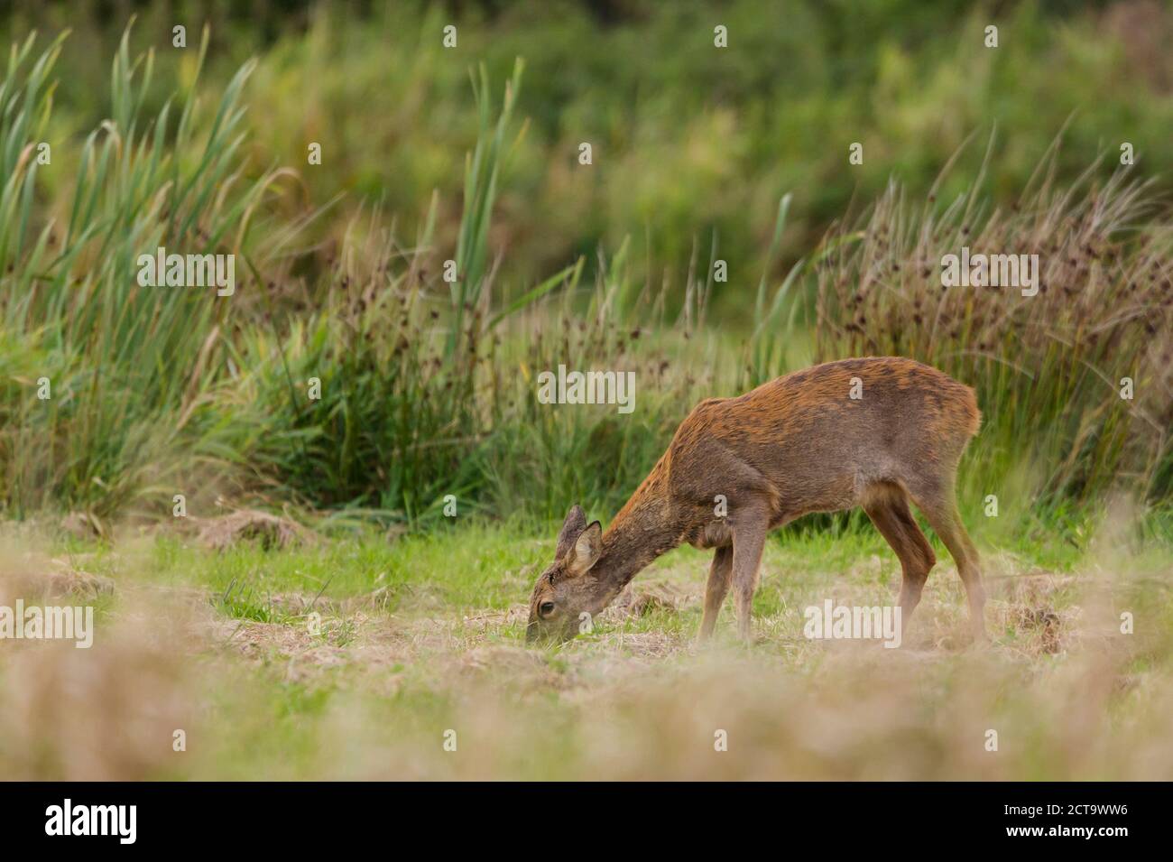 Germany, Niendorf, Roe deer in grass Stock Photo