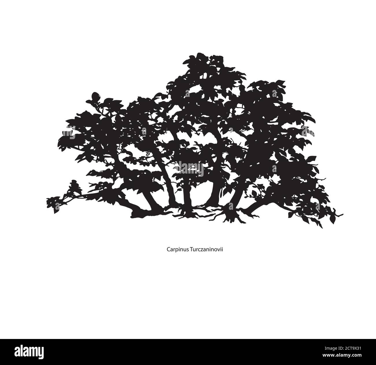 Tree silhouette icons on white background. Japanese bonsai silhouette .  Vector Stock Vector Image & Art - Alamy
