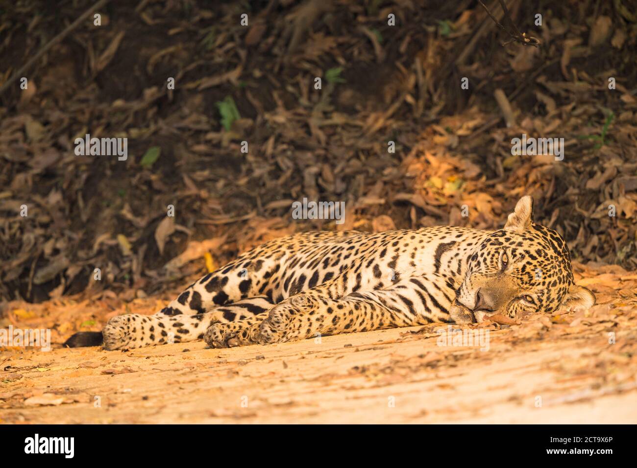 South America, Brasilia, Mato Grosso do Sul, Pantanal, Jaguar, Panthera onca, lying Stock Photo