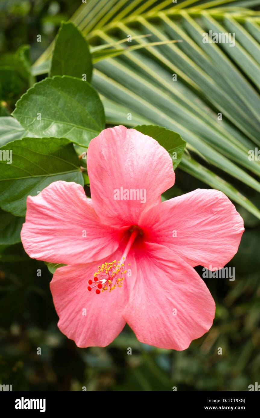 Thailand, Koh Lipe, Blossom of Chinese hibiscus (Hibiscus rosa-sinensis) Stock Photo