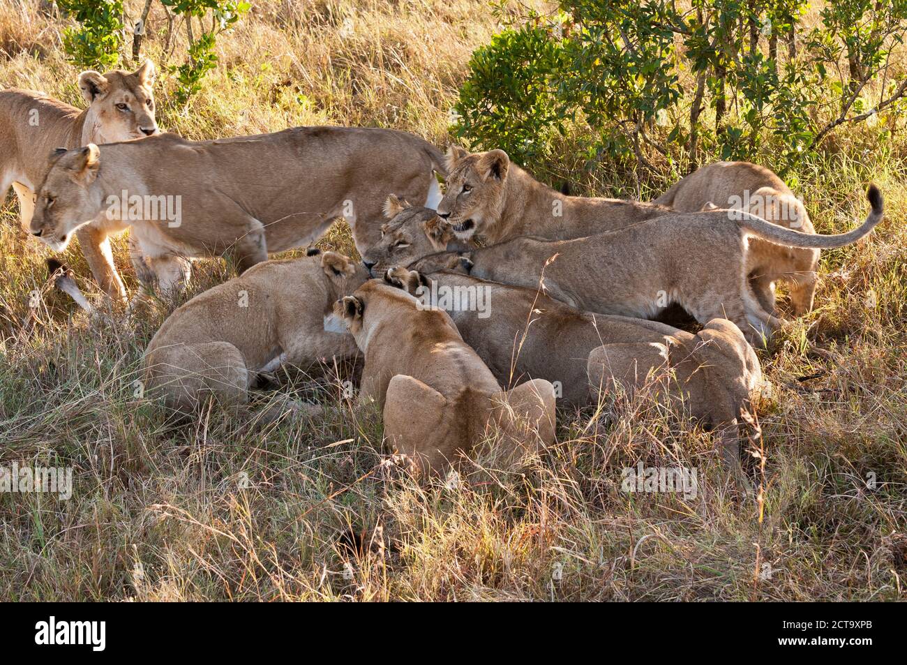 Kenya, Lions hunting on bushbuck at Maasai Mara National Reserve Stock Photo
