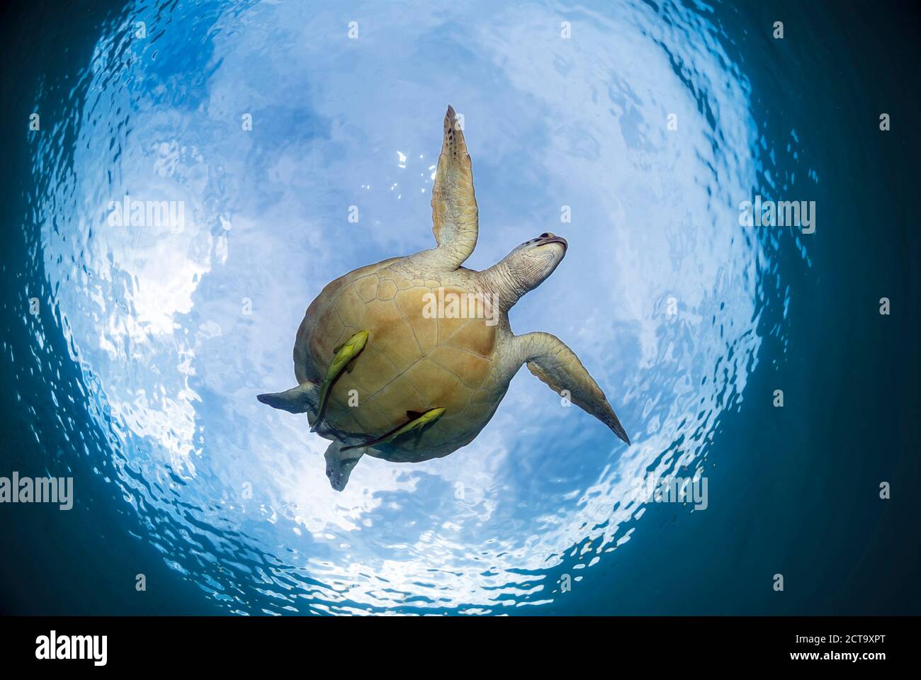 Philippines, Palawan, Busuanga, Dimakya, Green sea turtle (Chelonia mydas) Stock Photo