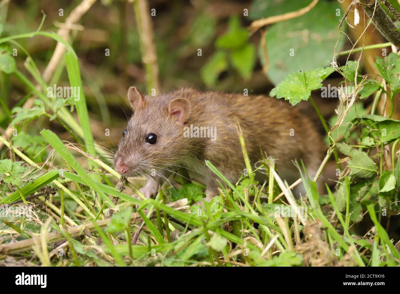 Sommer Rat