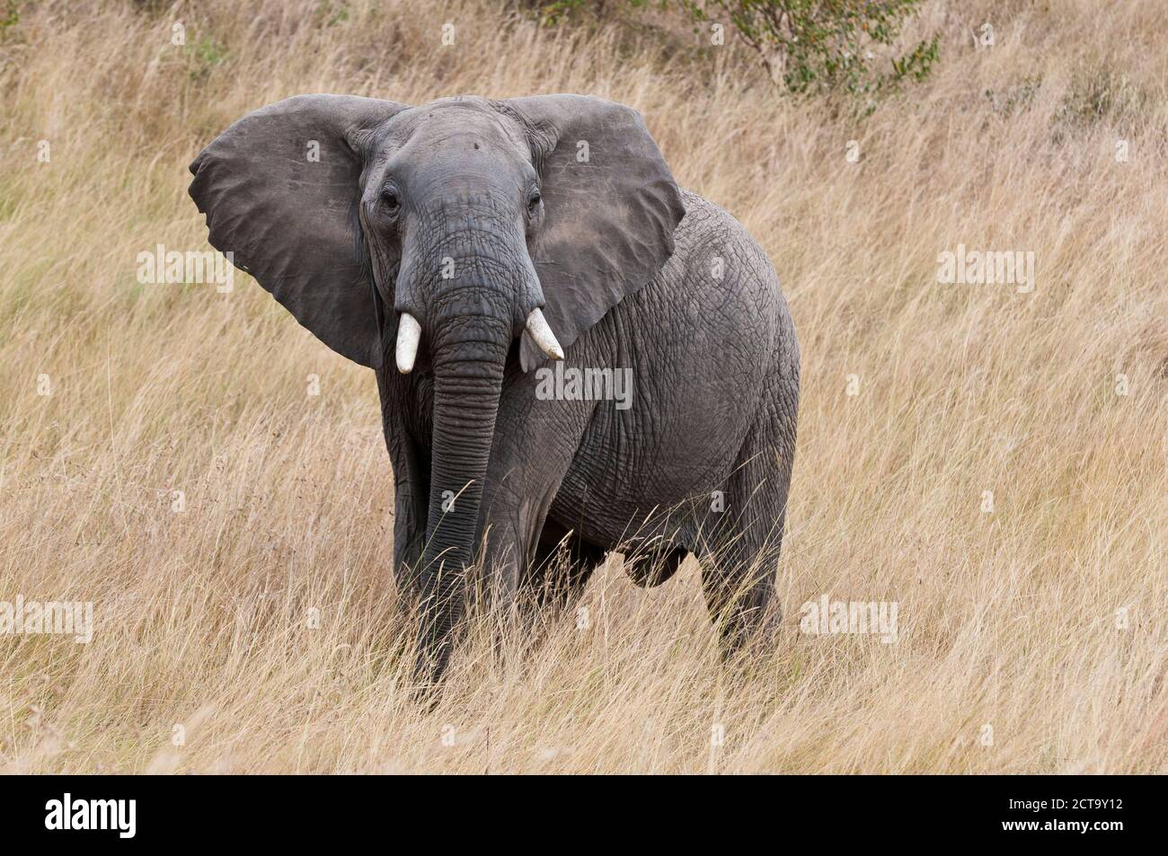 Kenya, Rift Valley, Maasai Mara National Reserve Stock Photo - Alamy