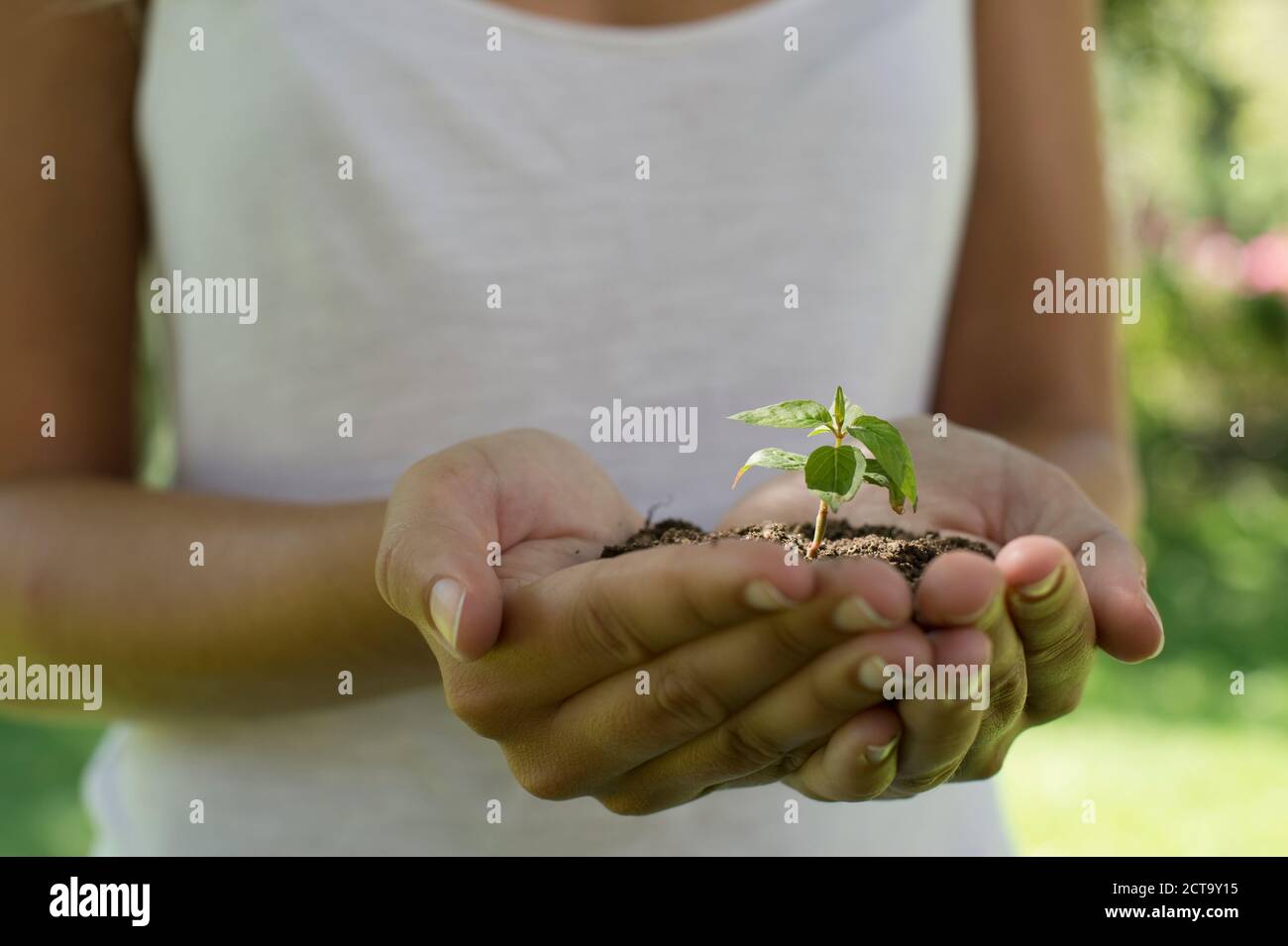 Germany, Human hands holding seedling Stock Photo