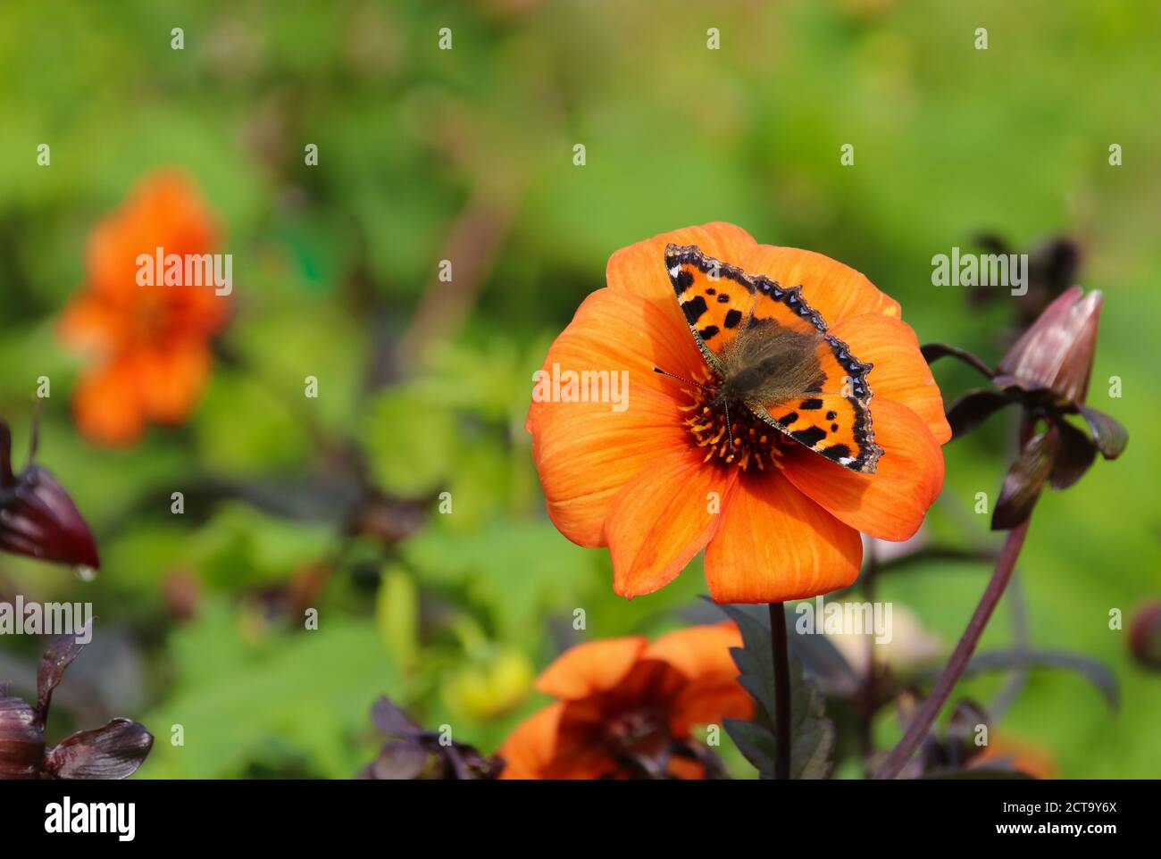 Small tortoiseshell butterfly (Aglais urticae) on an orange dahlia flower Stock Photo