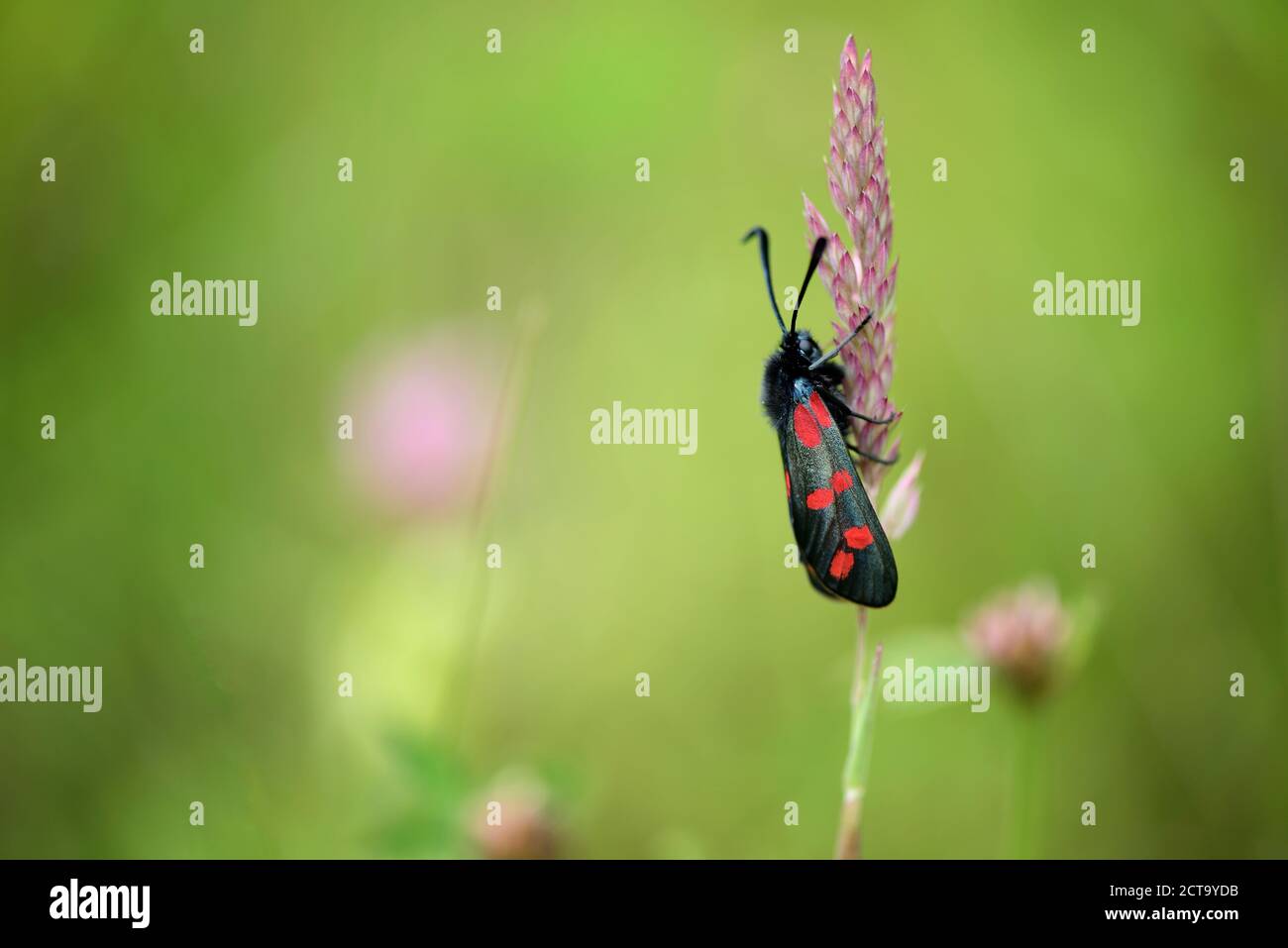Six-spot Burnet, Zygaena filipendulae, hanging on blade of grass in front of green background Stock Photo