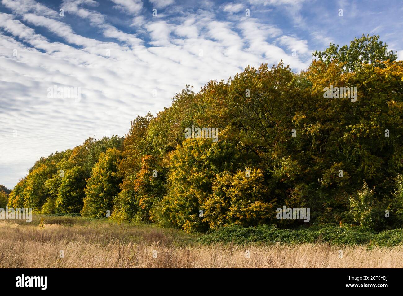 Germany, Brodten, Autumnal trees Stock Photo