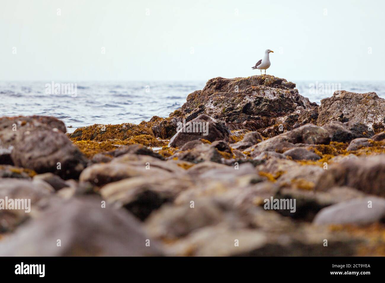 New Zealand, Wellington, Kapiti, Makara Beach, Seagull, Laridae, on rock Stock Photo