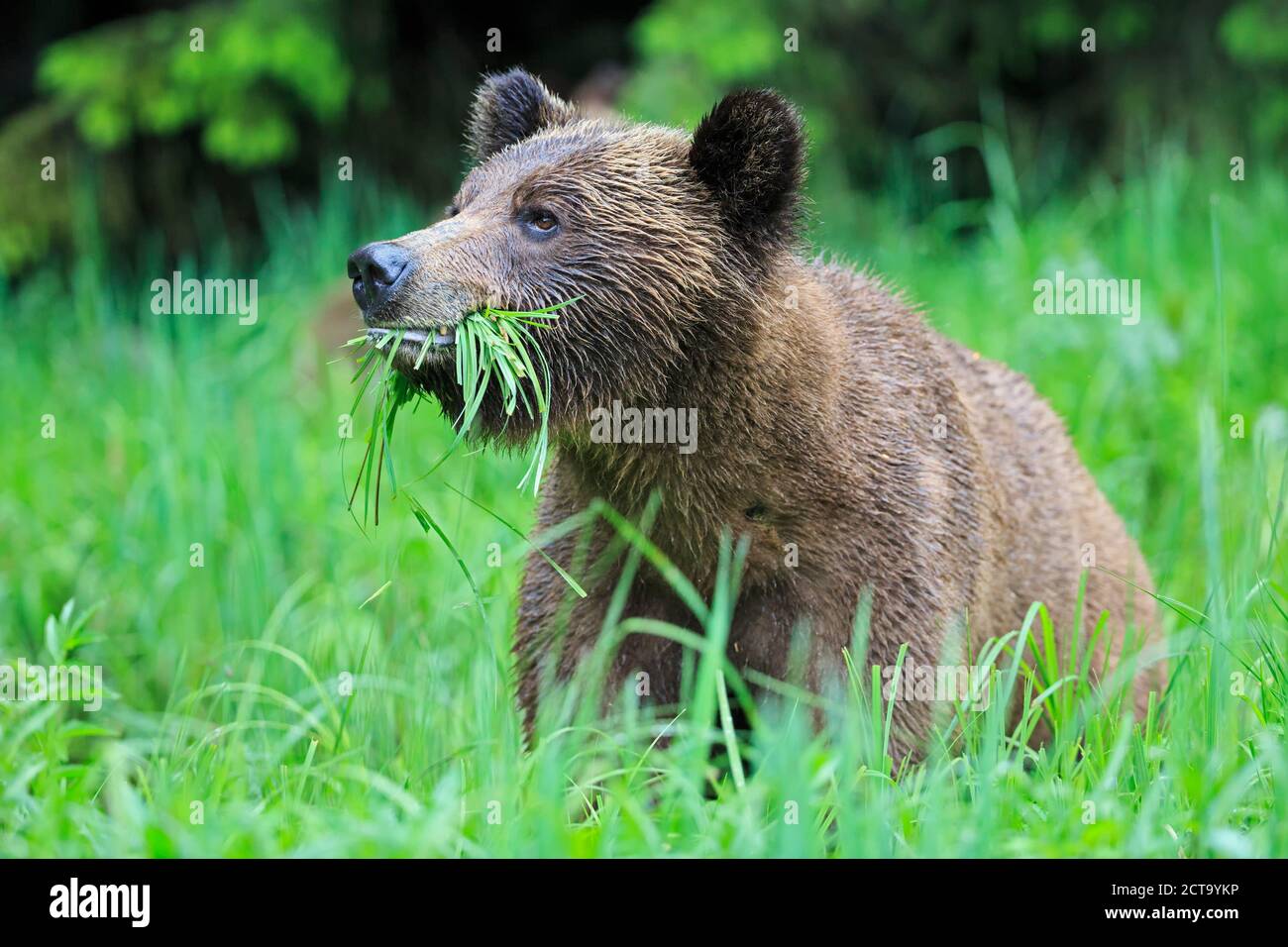 Canada, Khutzeymateen Grizzly Bear Sanctuary, Portrait of a Grizzly Stock Photo