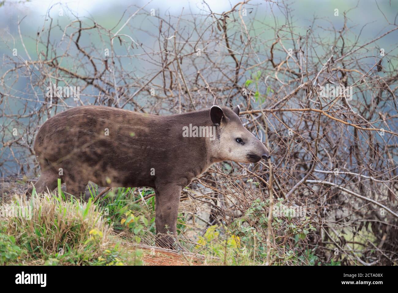 South America, Brasilia, Mato Grosso do Sul, Pantanal, Brazilian tapir, Tapirus terrestris Stock Photo
