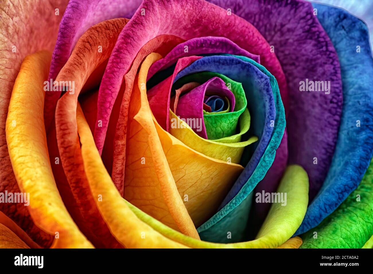 Blossom of prismatic coloured rose, Rosa, partial view Stock Photo
