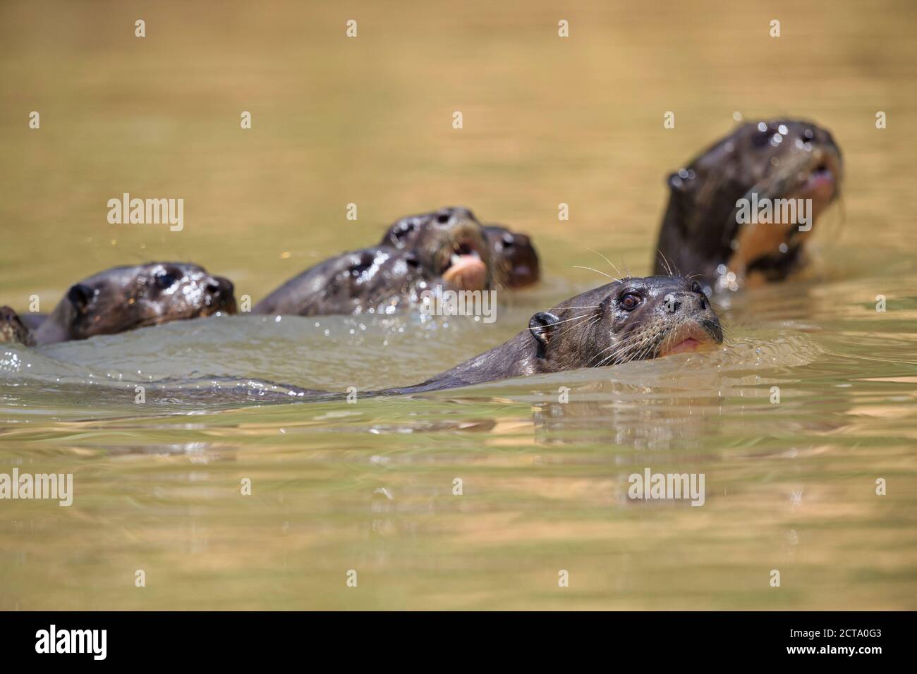 South America, Brasilia, Mato Grosso do Sul, Pantanal, Cuiaba River, European otters, Lutra lutra, swimming Stock Photo