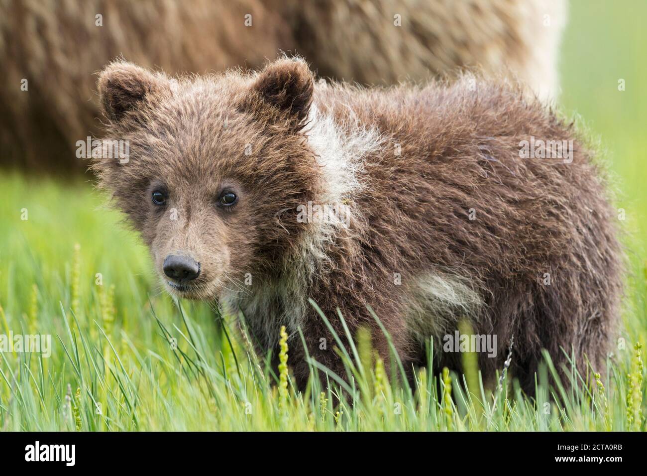 USA, Alaska, Lake Clark National Park and Preserve, Brown bear cub (Ursus arctos) Stock Photo