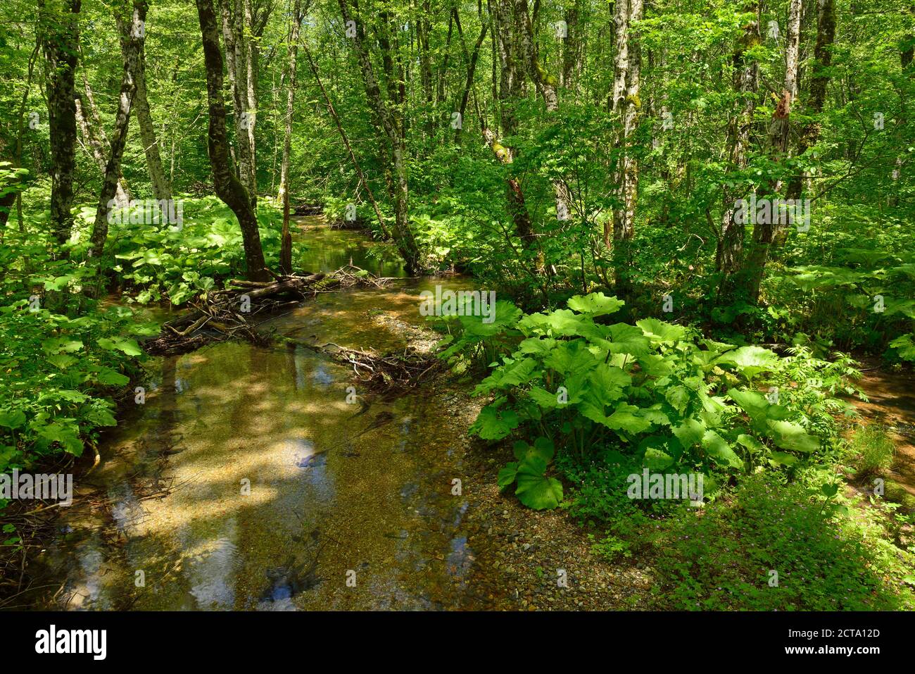 Montenegro, Crna Gora, wetland ecosystem, Biogradsko Jezero National ...