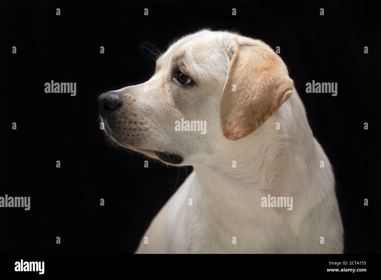 Black lab puppy head shot hi-res stock photography and images - Alamy