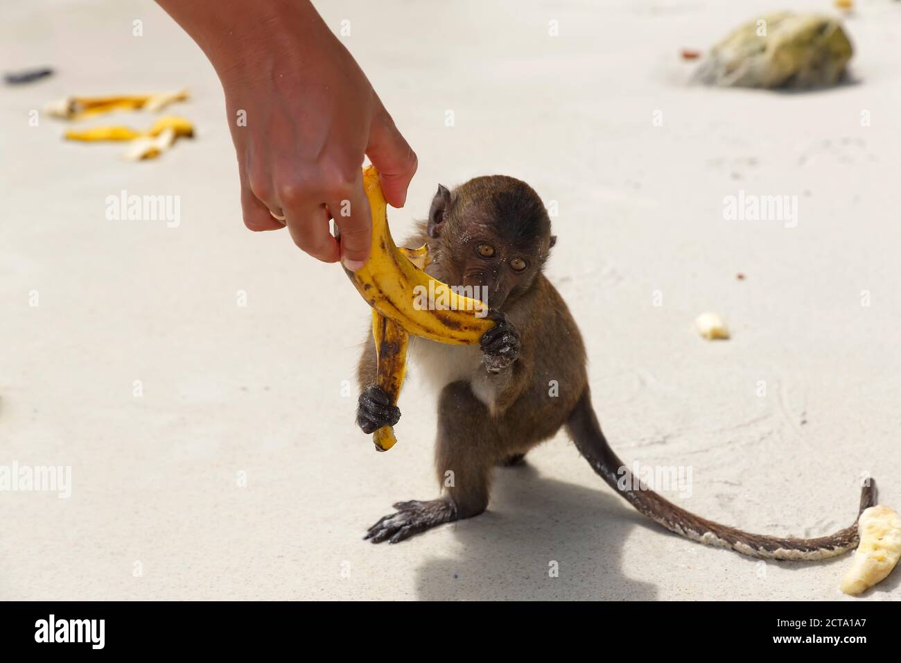 Thailand, Lopburi, Macaque eating banana Stock Photo