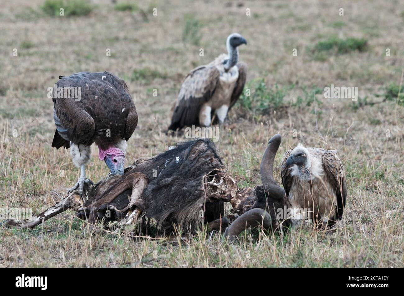 Africa, Kenya, Vulture feeding on dead blue wildebeest at Maasai Mara National Reserve Stock Photo