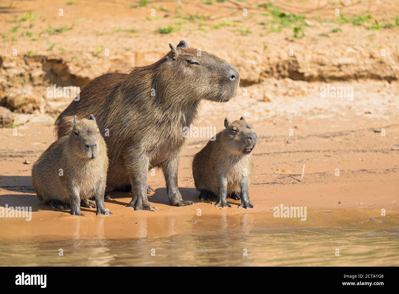 South America, Brasilia, Mato Grosso do Sul, Pantanal, Cuiaba River, Capybaras, Hydrochoerus hydrochaeris, sitting on waterside Stock Photo