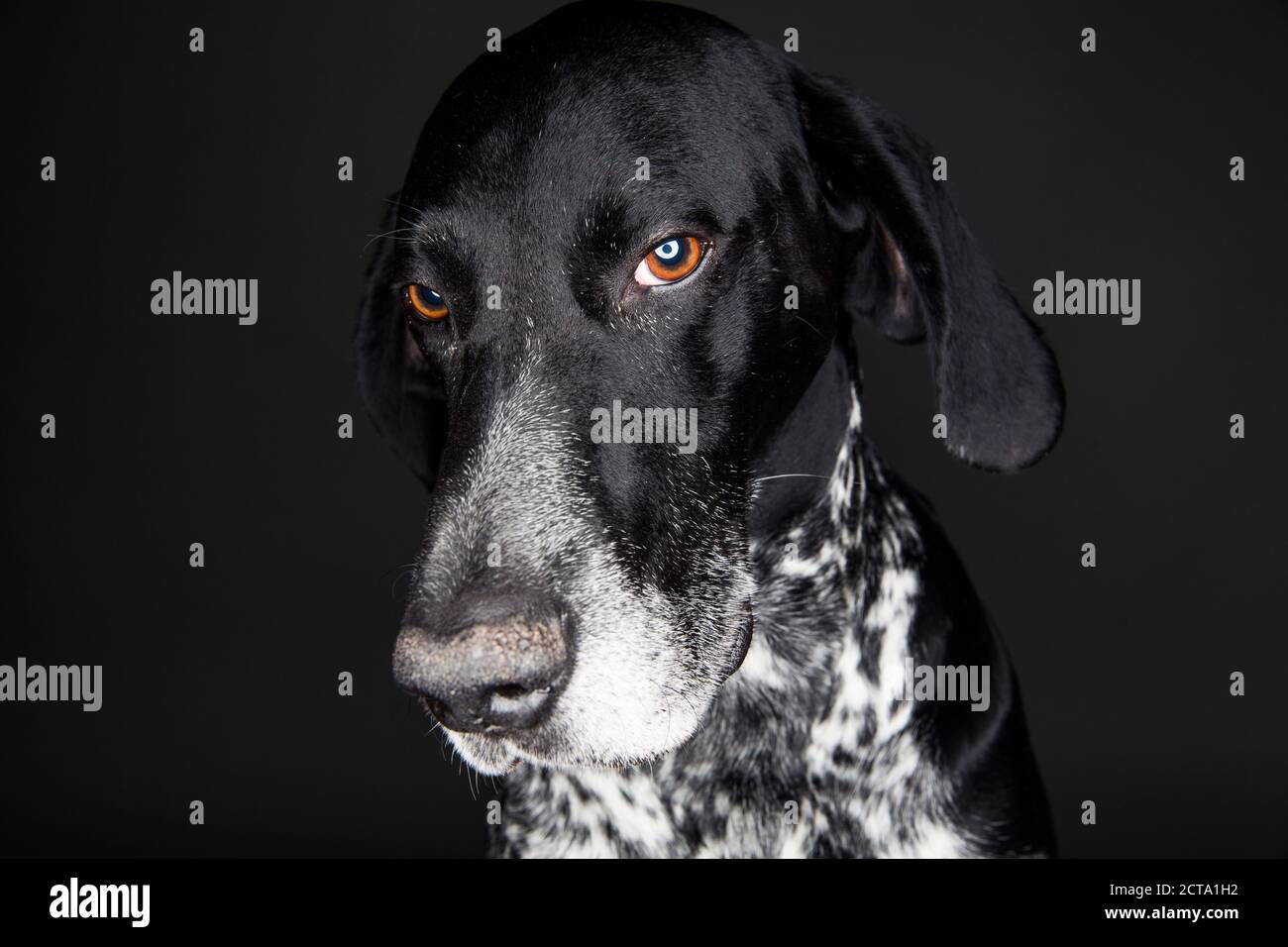 Portrait of German Shorthaired Pointer in front of black background Stock Photo