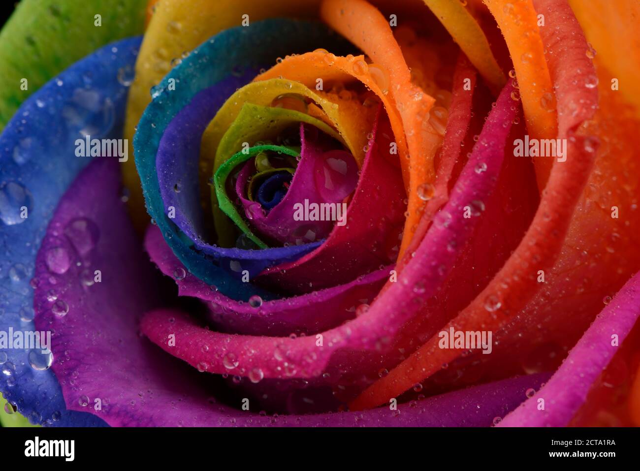 Blossom of prismatic coloured rose, Rosa, partial view Stock Photo