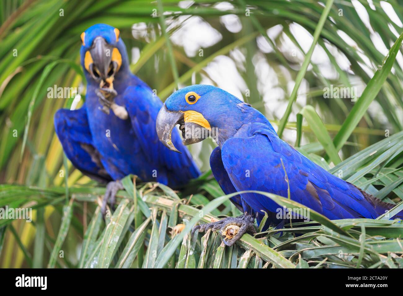 Brazil, Mato Grosso, Mato Grosso do Sul, Pantanal, hyazinth macaws ,Anodorhynchus hyacinthinus, sitting on branch Stock Photo