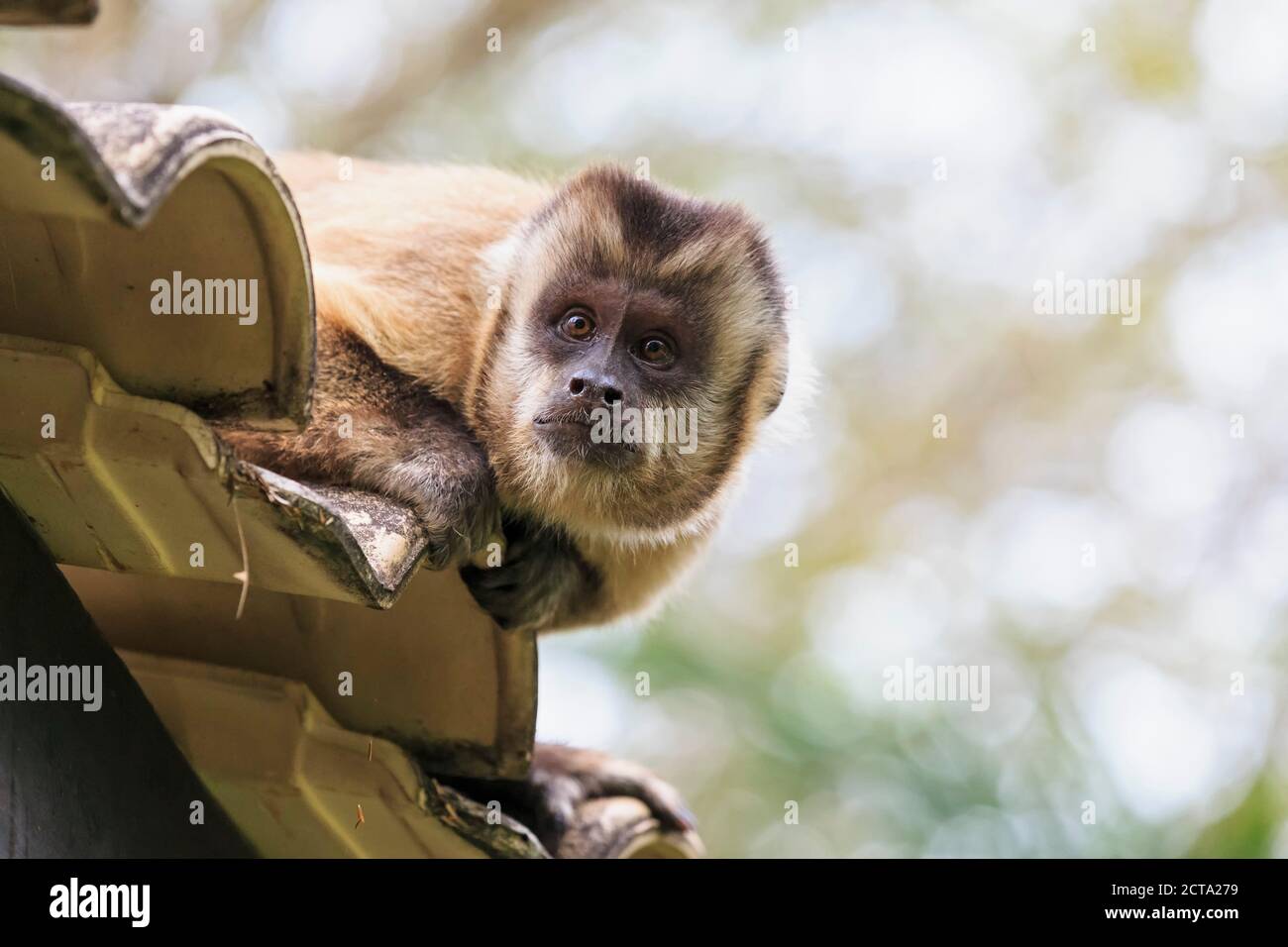 Brazil, Mato Grosso, Mato Grosso do Sul, capuchin monkey  sitting on branch Stock Photo