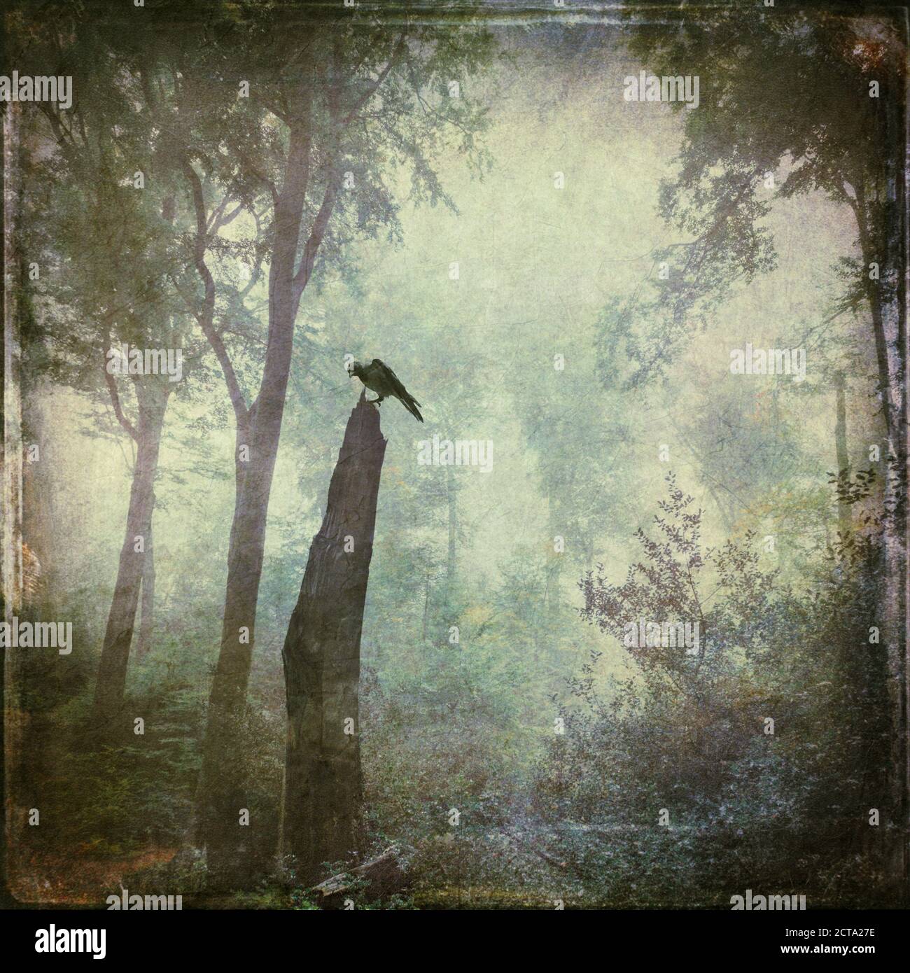 Bird sitting on dead wood in forest, alienation Stock Photo - Alamy