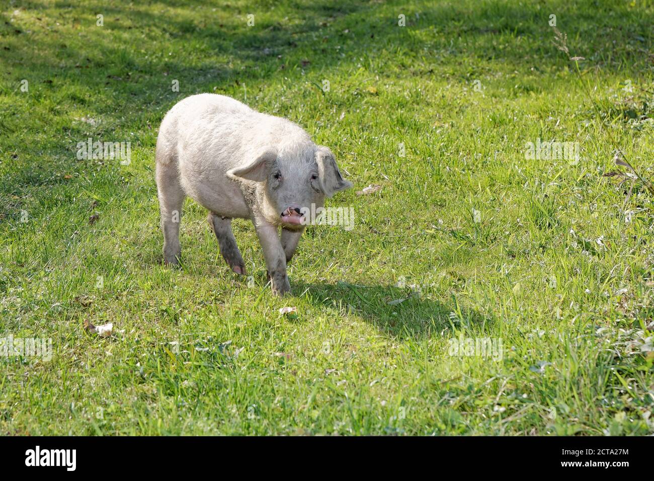 Rumania, Transylvania, Salaj County, Domestic pig, Sus scrofa domestica, Free range Stock Photo