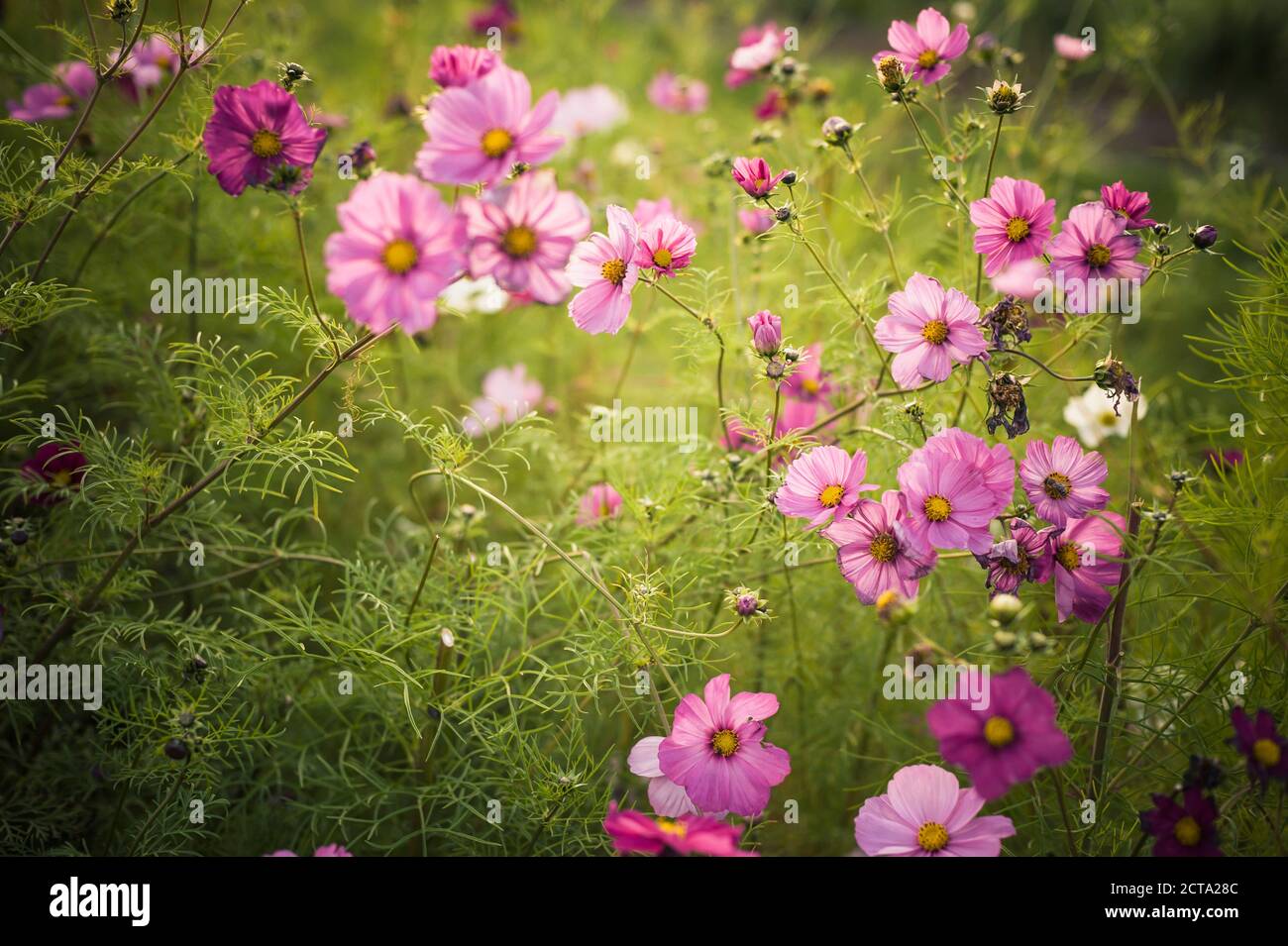 Blossoms of Mexican aster (Cosmos bipinnatus) Stock Photo