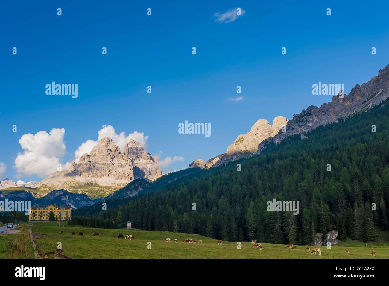 Italy, view to Dolomite Alps, cattle herd  in front Stock Photo