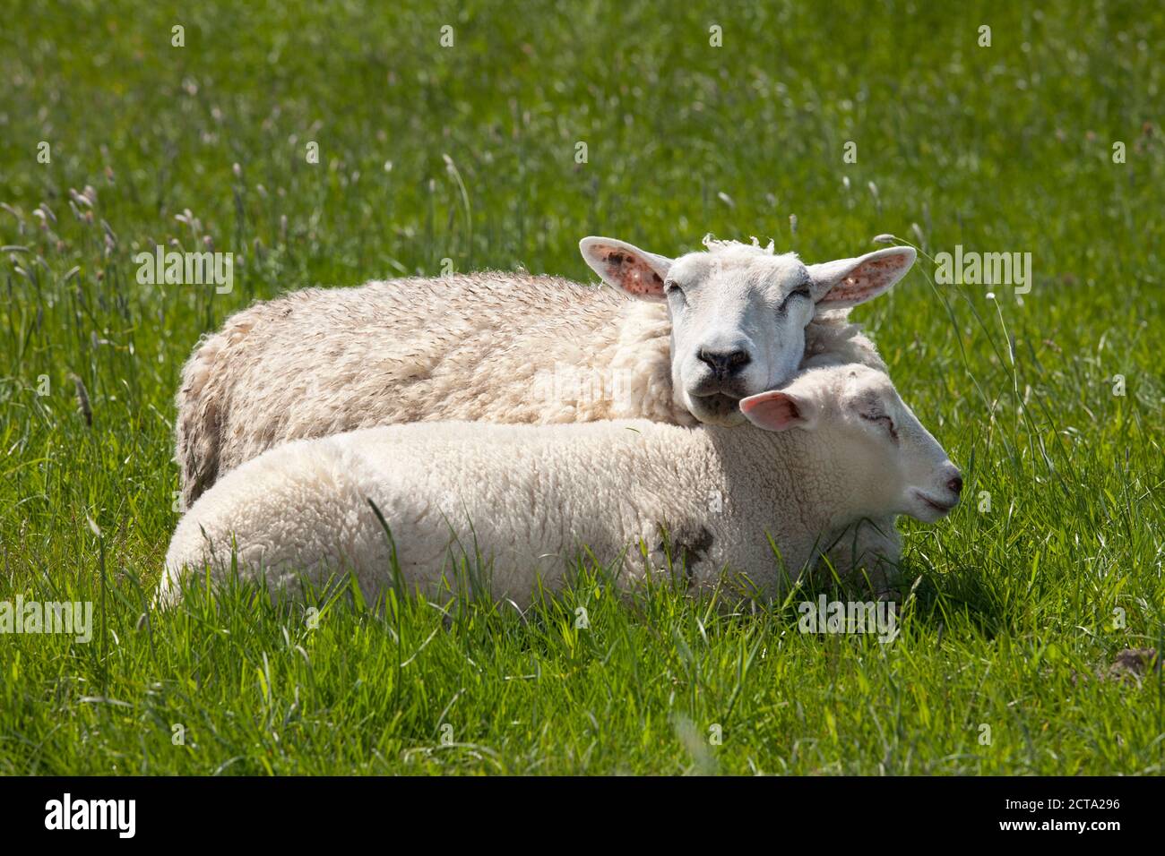 Germany, Lower Saxony, Eastern Friesland, sheeps sleeping at dike Stock Photo