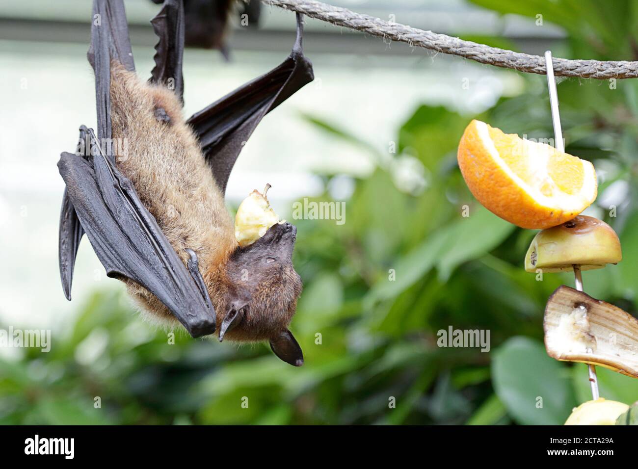 Captive Fruit Bat High Resolution Stock Photography and Images Alamy