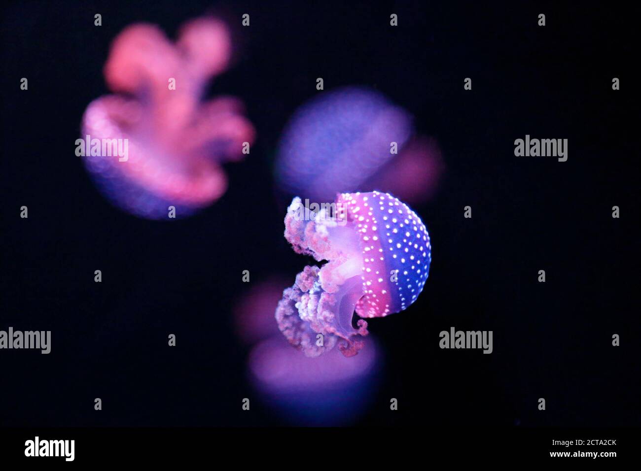 White-spotted jellyfish (Phyllorhiza punctata), also known as the Australian spotted jellyfish Stock Photo
