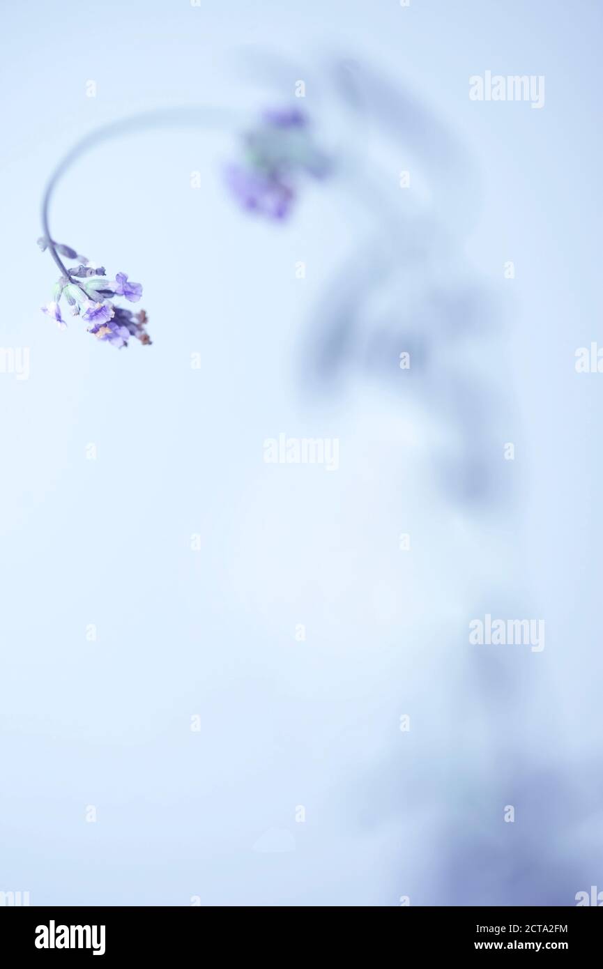 Single common lavender (Lavandula angustifolia) Stock Photo