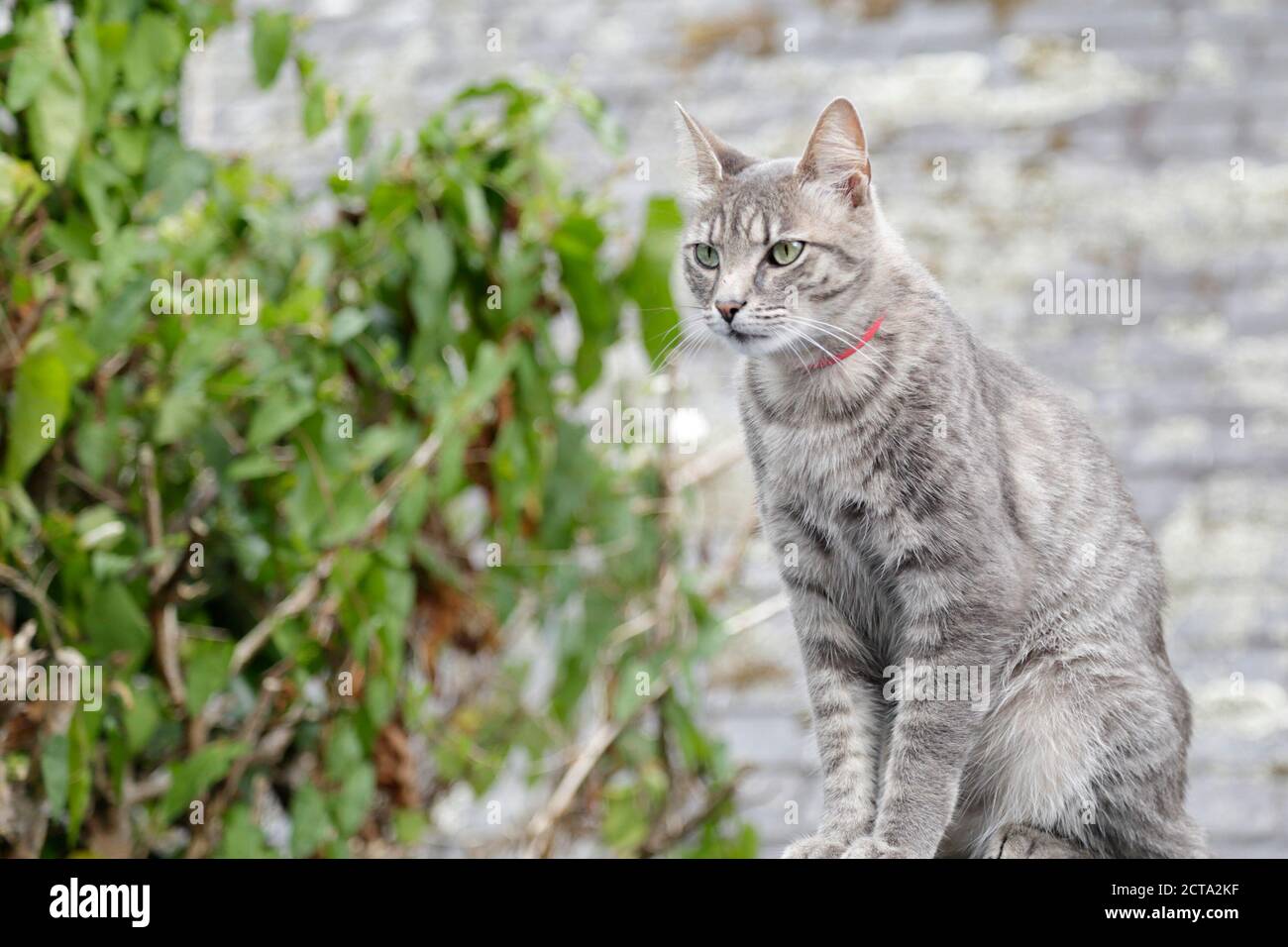 Portrait of a light grey common cat looking to a prey Stock Photo