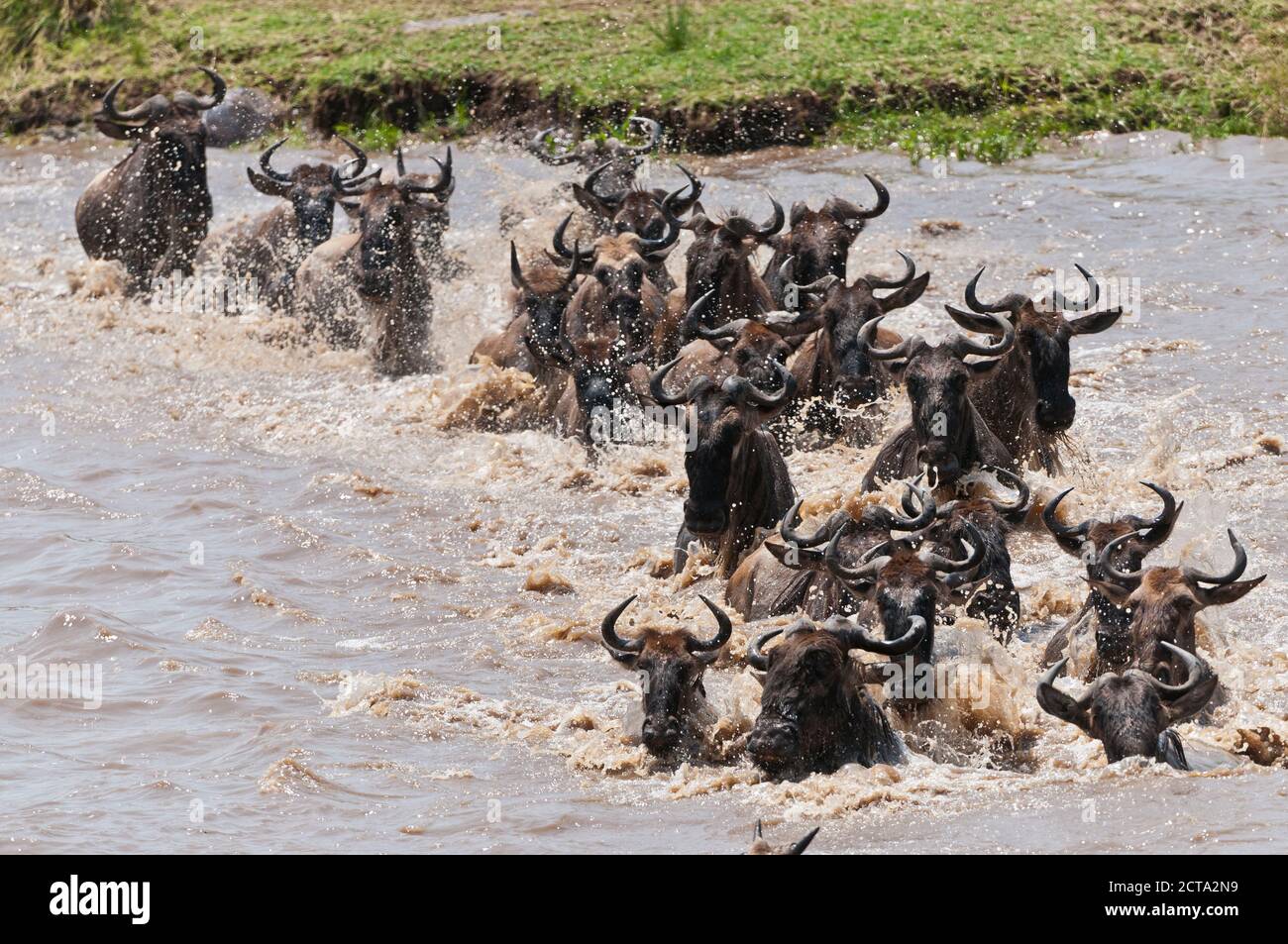 Africa, Kenya, Maasai Mara National Reserve, Blue Wildebeest (Connochaetes taurinus), gnus crossing the Mara River Stock Photo