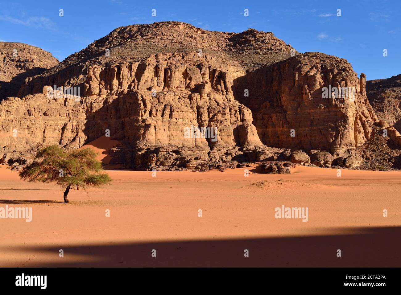 Algeria, Sahara, Tassili N'Ajjer National Park, Acacia tree in a oued at Tamezguida Stock Photo