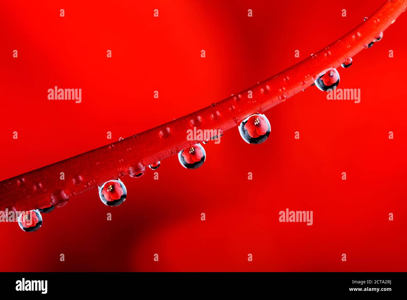 Water drops with reflection hanging at stem of red amaryllis, Amaryllidaceae Stock Photo