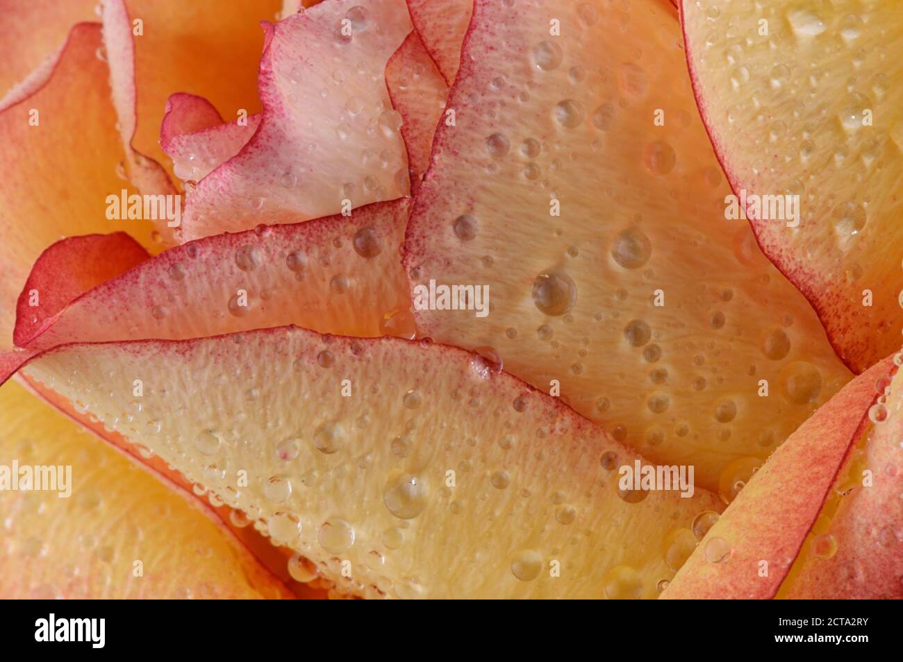 Petals of rose, Rosa, with water drops, partial view Stock Photo