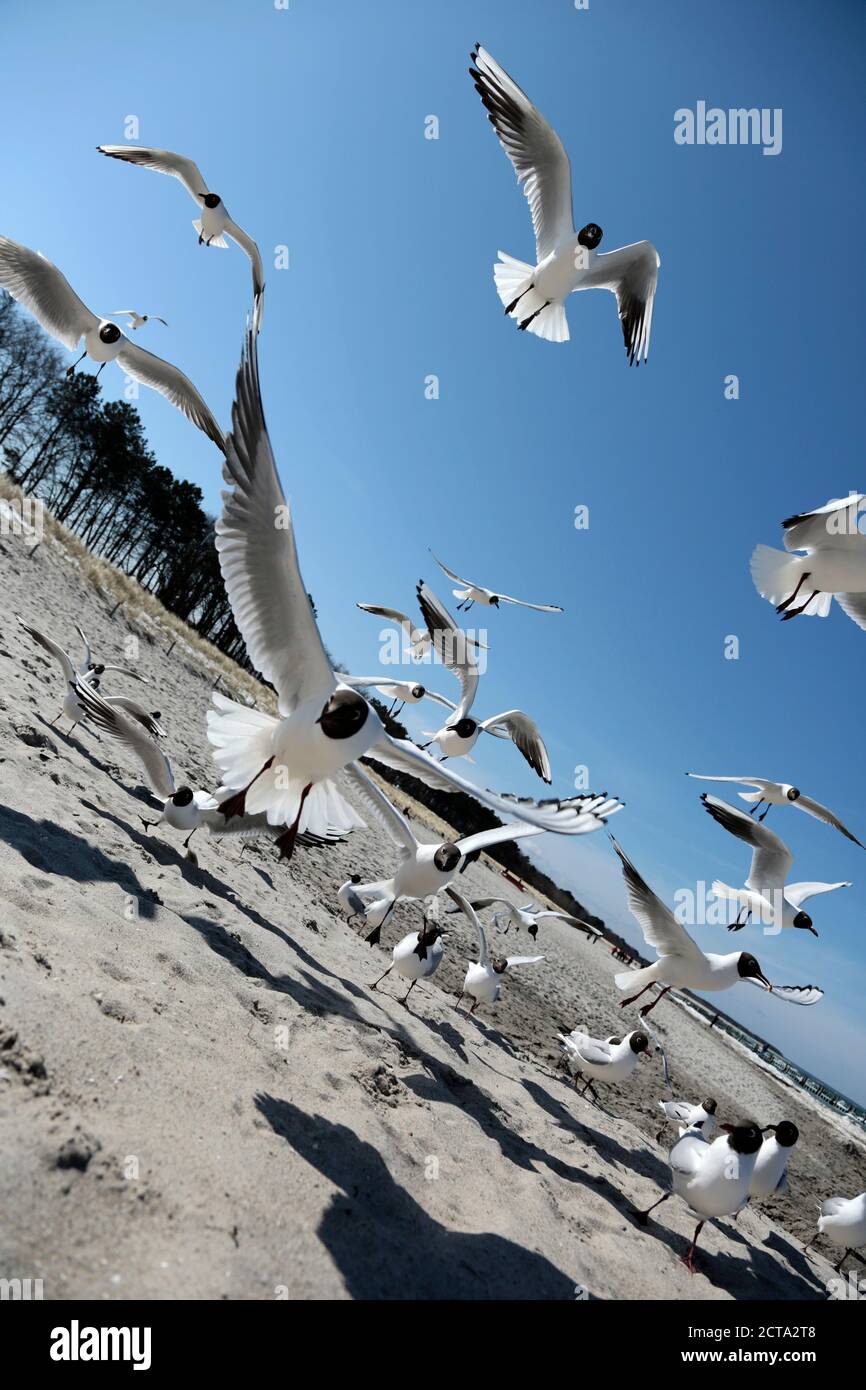 Germany, Mecklenburg-Western Pomerania, Seagull flying against beach Stock Photo