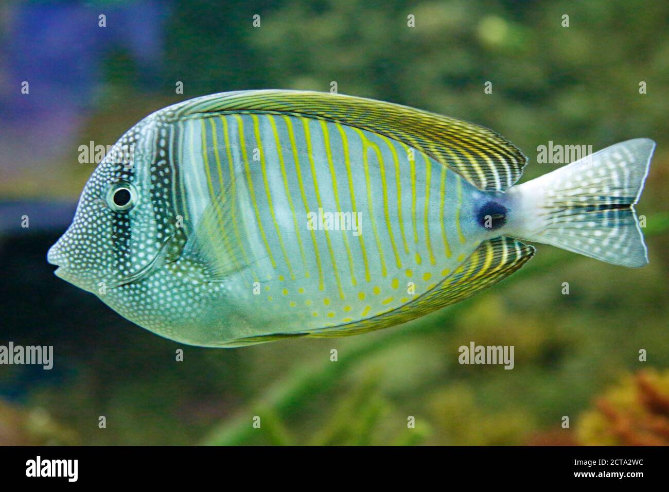 Red Sea sailfin tang (Zebrasoma desjardinii), also known as the Desjardins sailfin tang Stock Photo