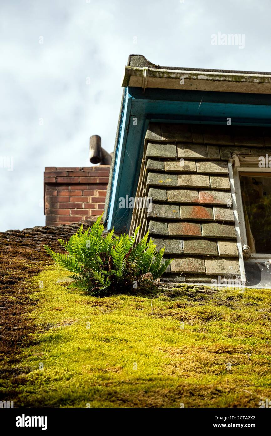 Rooftop covered in Moss, House, Roof Tile, Norwegian Culture, Residential Building, Architecture, Built Structure, Color Image, Horizontal, Lofoten Stock Photo