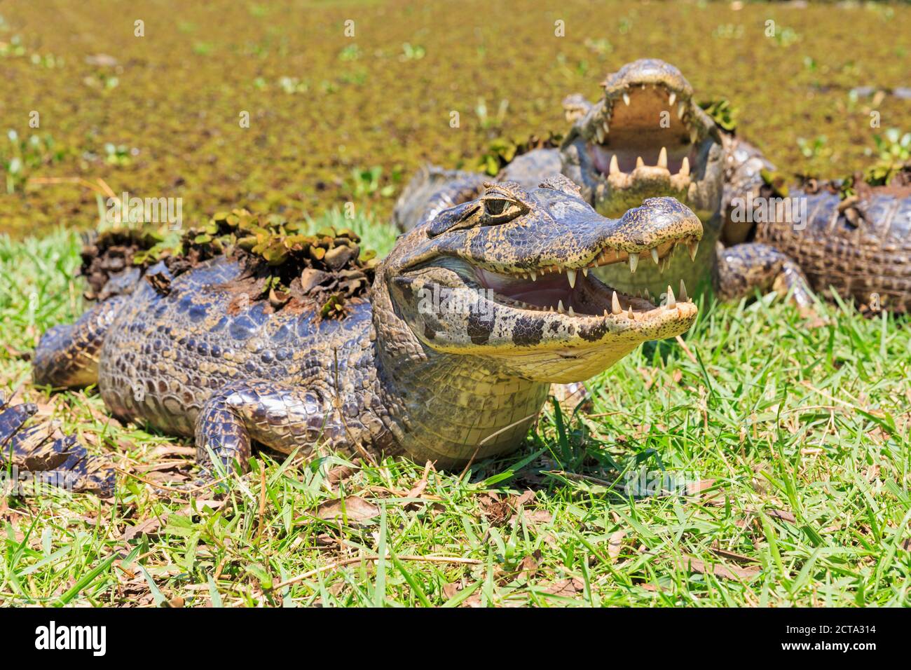 South America, Brasilia, Mato Grosso do Sul, Pantanal, Yacare caimans, Caiman yacare Stock Photo
