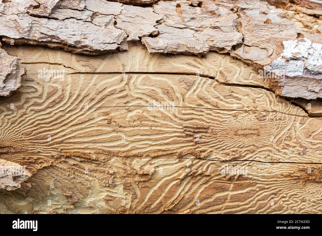 Closeup imprint of bark beetle under piece of bark. tree was eaten by bark beetle Stock Photo