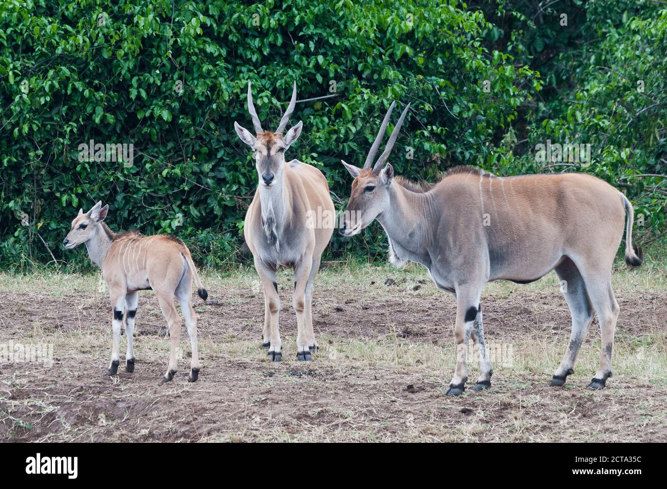 Africa, Kenya, Maasai Mara National Reserve, Group of Common Elands or Eland Antelopes (Taurotragus oryx) Stock Photo