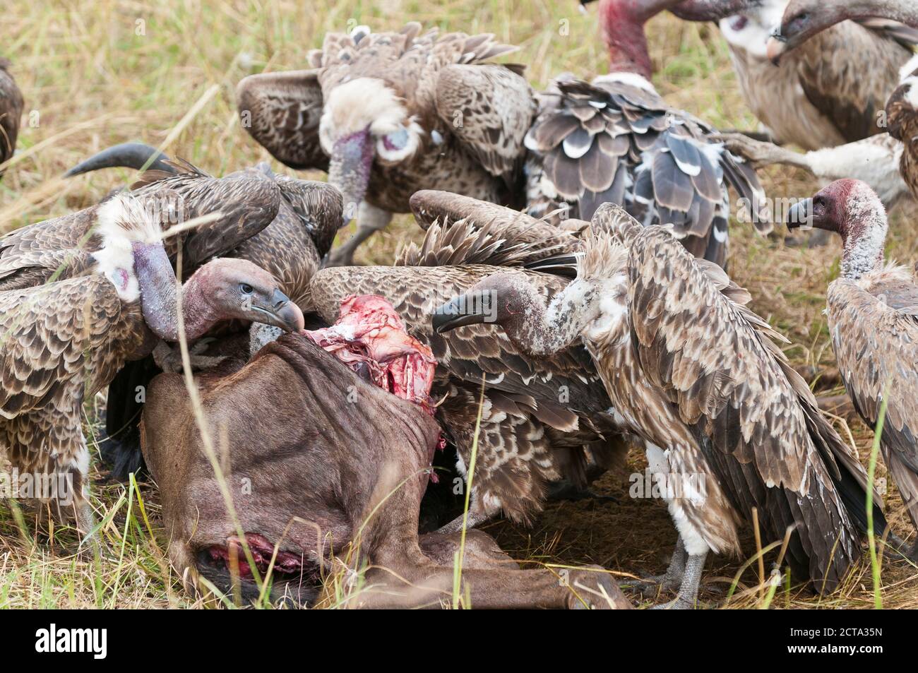 Kenya, Rift Valley, Maasai Mara National Reserve, Rueppell's vultures eating carrion Stock Photo