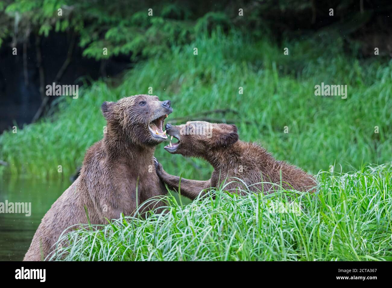 Canada, Khutzeymateen Grizzly Bear Sanctuary, Playing grizzly bears Stock Photo