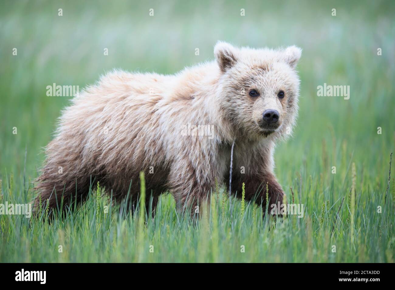 USA, Alaska, Lake Clark National Park and Preserve, Brown bear cub (Ursus arctos) walking on meadow Stock Photo